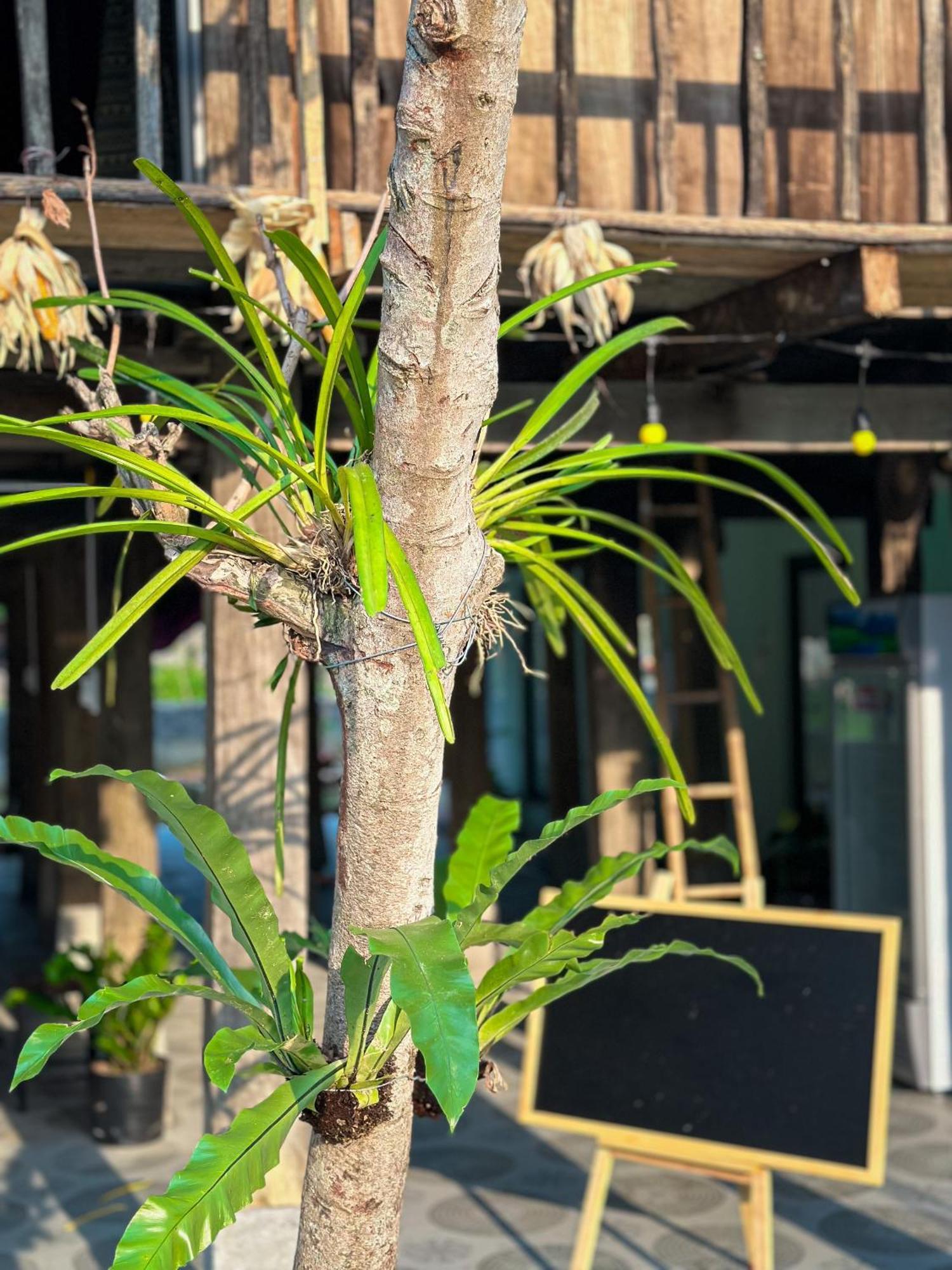 Du Gia Thu'S Homestay Làng Cac المظهر الخارجي الصورة
